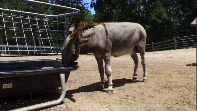 一只小驴从食槽里吃东西。视频下载