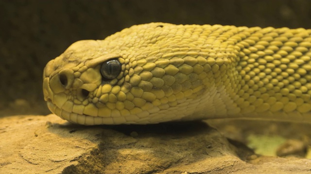 近距离观察响尾蛇的头部视频素材