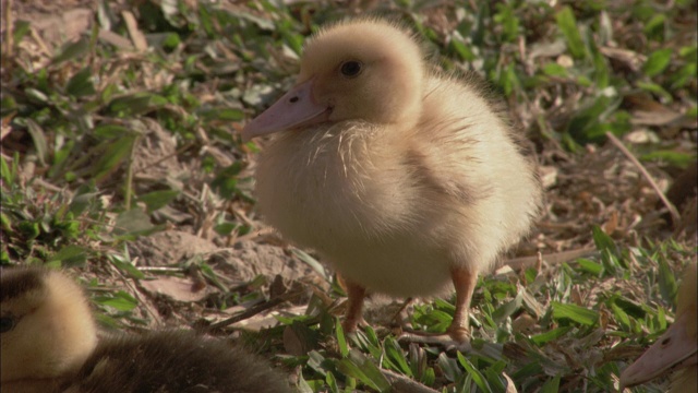 柔软的黄色绒毛覆盖着一只小鸭子。视频素材