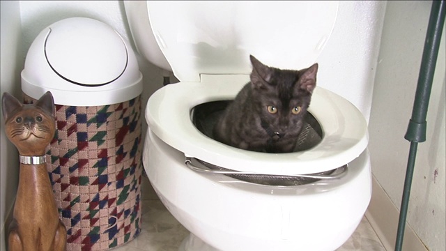 一只猫坐在一个敞开的厕所里，然后跳出来。视频素材