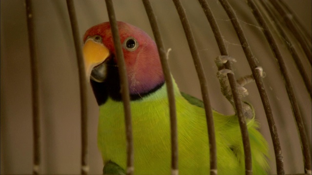 一只鹦鹉栖息在笼子里。视频下载