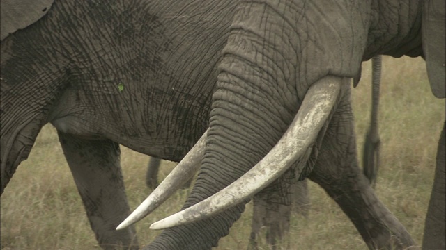 一只非洲象展示它的象牙。视频下载