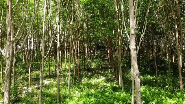从橡胶树中提取天然乳胶的种植园。无人机的观点视频下载