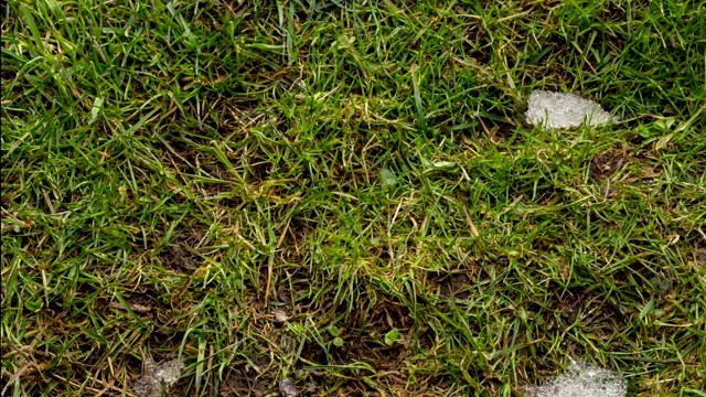 春天里，新鲜的绿草上的雪融化得很快视频素材