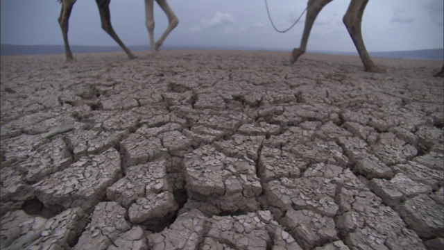 部落里的人牵着骆驼穿过干燥干裂的土地。视频素材