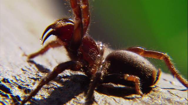 一只澳大利亚漏斗网蜘蛛坐在树枝上。视频下载