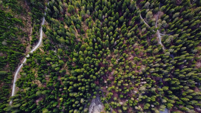 飞过森林视频素材