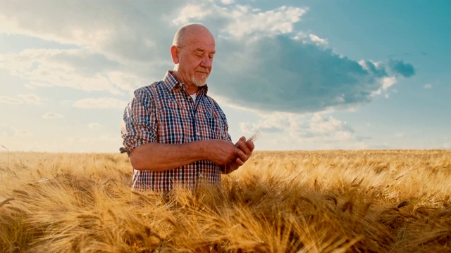 老白种人站在金色的麦田里，在阳光灿烂的天空背景下，将谷物从手到手地倾倒。在户外。视频下载
