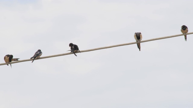观鸟的背景。鸟在线上。鸟群中的一只正在梳理羽毛。电线上有燕子。蓝天下的燕子。燕子是一种普通的鸟。鸟群在缆绳上，线上。视频下载