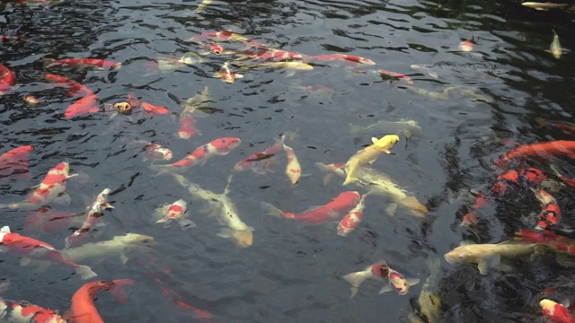 日本花园水面上的鱼视频下载