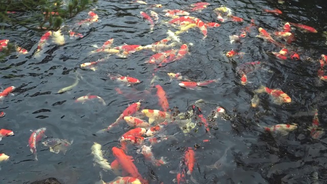 日本花园里的Nishiki-goi鱼视频素材