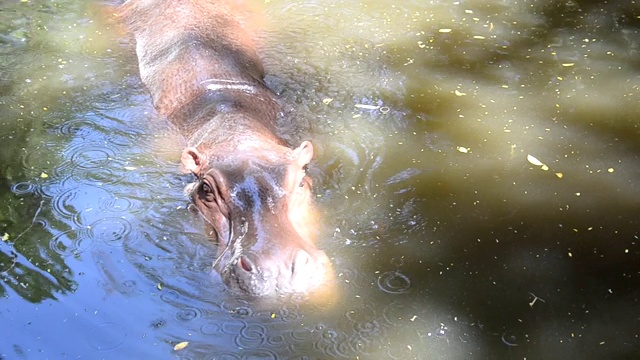 一头河马躺在公共沼泽里。拍一段视频作为纪念视频下载