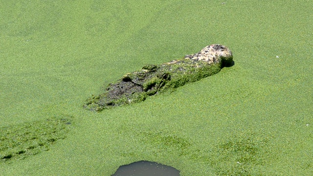 大型鳄鱼漂浮在水中寻找猎物早晨在公共沼泽里寻找食物录像作为证据。视频下载