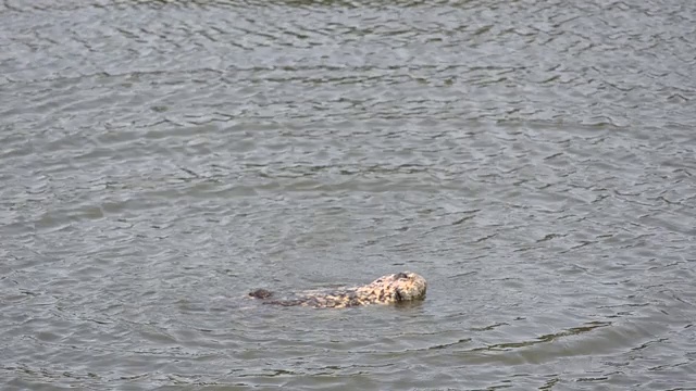 大型鳄鱼漂浮在水中寻找猎物早晨在公共沼泽里寻找食物录像作为证据。视频下载