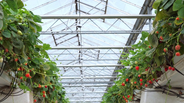 有机温室里的草莓。视频素材