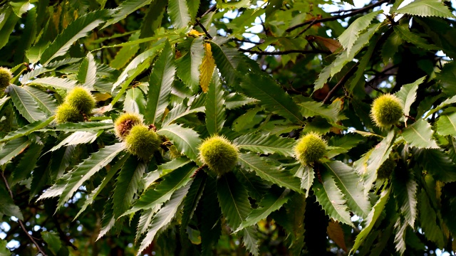 托斯卡纳森林中一棵栗子树枝上的栗子。意大利。视频素材