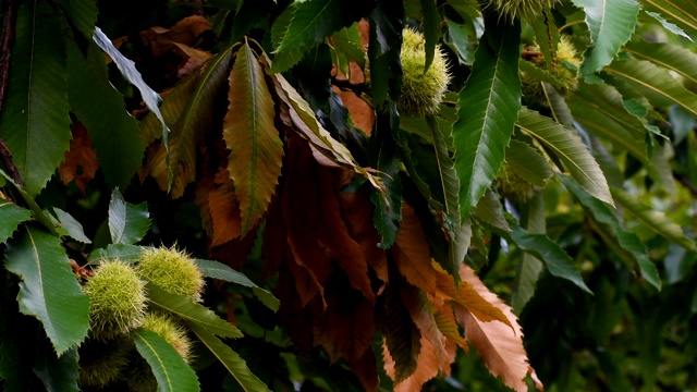 栗子的特写，树上的森林在秋天的季节。齿栗叶的可能。潘相机运动。视频素材