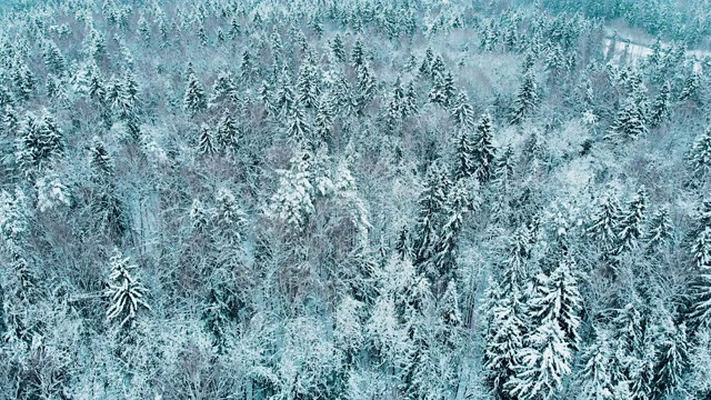 莫斯科冬季森林里被雪覆盖的冷杉树视频素材