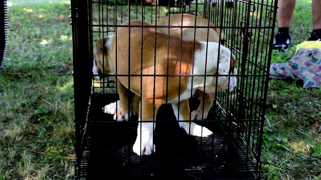 两只年轻的英国白和棕色斗牛犬在笼子里视频素材