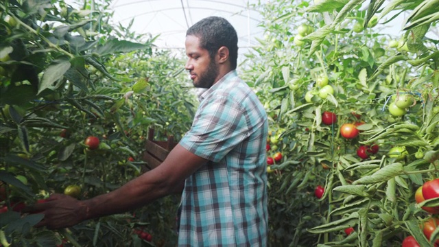 男性农民正在收获新鲜的有机番茄。视频下载