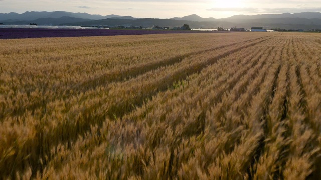 追踪小麦和薰衣草田，日本。视频下载