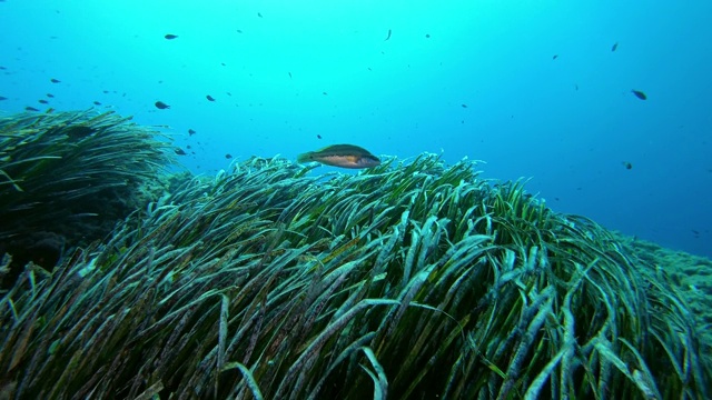 绿色的波西多尼亚海藻田视频素材