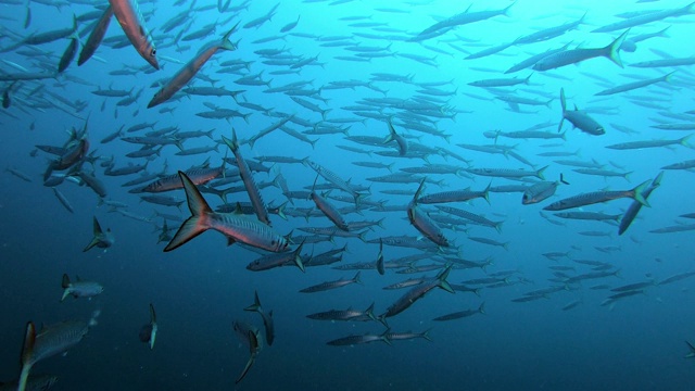 水下野生动物-梭鱼鱼群在深蓝色的水视频素材