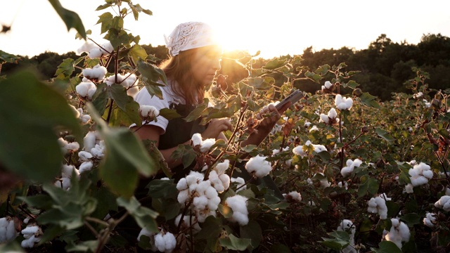 棉花采摘的季节。在棉花田里，一个年轻的妇女在金色的夕阳下评估着收获前的作物。视频素材