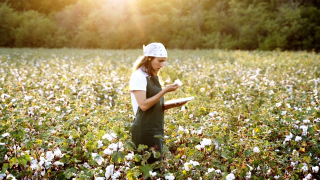 棉花采摘的季节。在棉花田里，一个年轻的妇女在金色的夕阳下评估着收获前的作物。视频下载