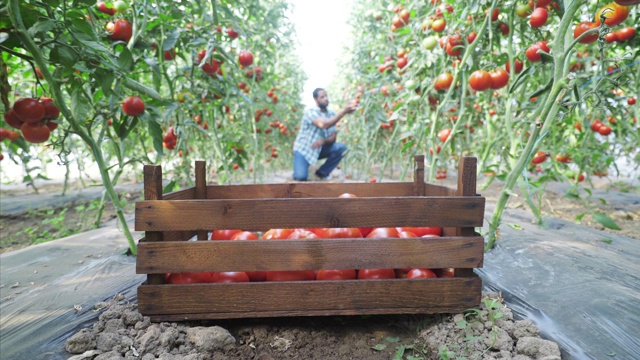番茄收获季节已经开始。视频素材