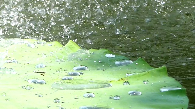 水滴在荷叶上视频下载