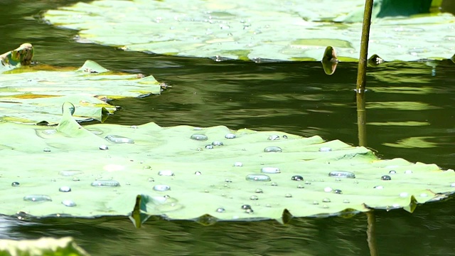池塘里种着荷花视频下载
