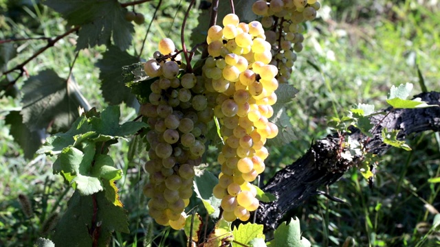一串白葡萄，Telavi, Kakheti, Georgia视频素材