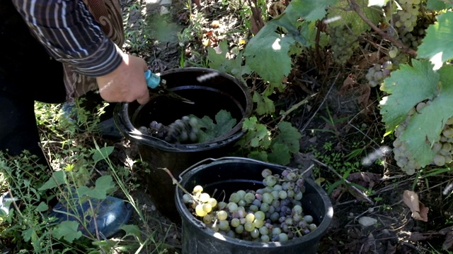 葡萄收获，塔拉维，卡赫蒂，格鲁吉亚视频素材