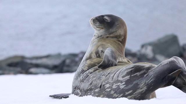 豹海豹,南极视频下载