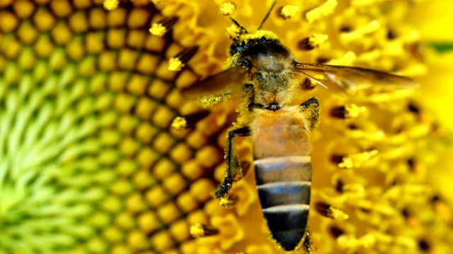 蜜蜂和向日葵花粉视频下载