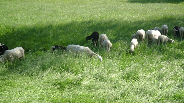 一群羊在吃草，后面有山的4k视频视频下载