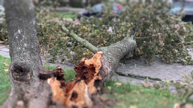 一棵树倒在街上的汽车上视频下载