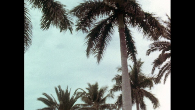 拉斯维加斯在迈阿密的棕榈树下走过;1969视频素材