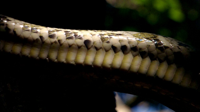 一条缅甸蟒蛇在树上爬行。视频素材