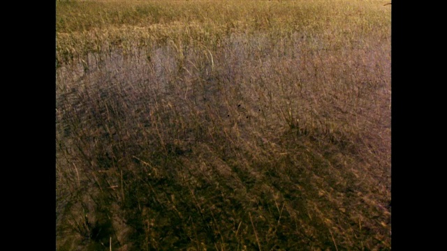 飞艇穿过佛罗里达大沼泽地的芦苇;1980视频素材