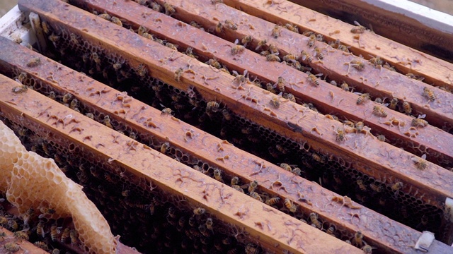 在蜂箱的蜂窝上工作的蜜蜂视频素材