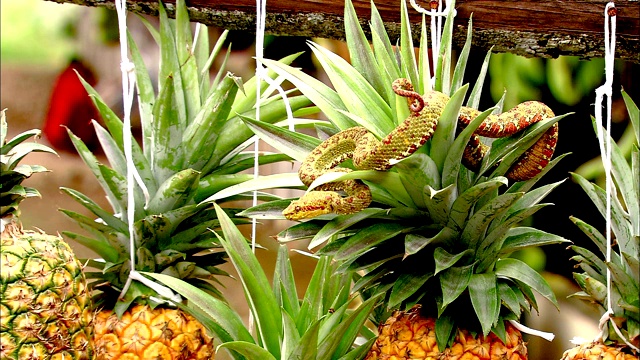 一条睫毛蝮蛇缠绕在菠萝上。视频下载