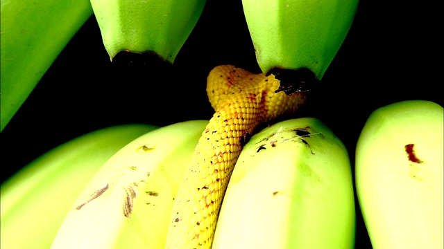 一条黄睫毛蝮蛇沿着一串香蕉爬行。视频下载