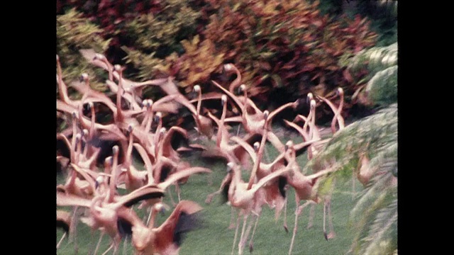 一群火烈鸟围着围栏跑;迈阿密,1980视频下载