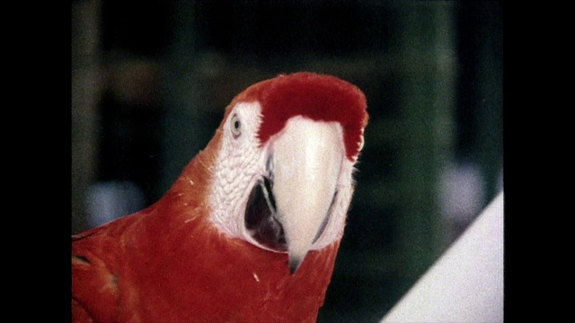 1980年，猩红金刚鹦鹉对着镜头说“你好”视频素材