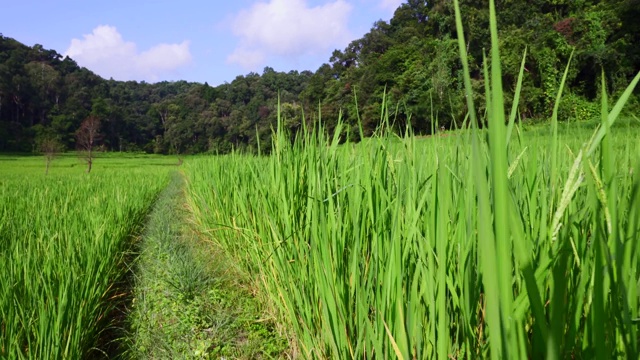 绿色的稻田视频素材