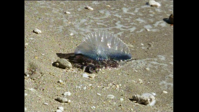 在佛罗里达海滩上的葡萄牙人O' War (Physalia physalis);1991视频下载