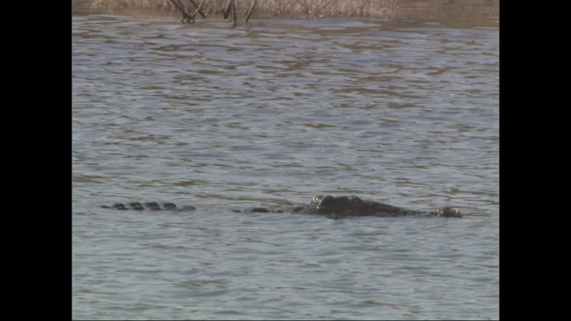 鳄鱼潜伏在河里。视频素材