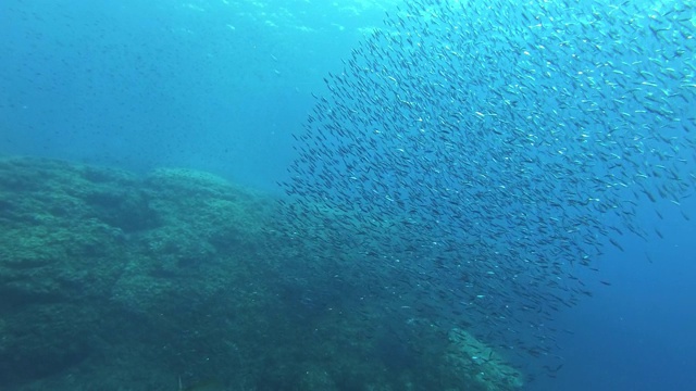 一团小鱼在礁石里游来游去视频素材